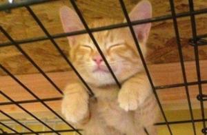 Just Seeing Cats Sleeping Can Resolve Conflicts with the Whole World