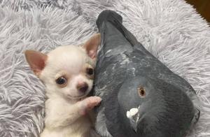 The Flightless Pigeon and the Crippled Dog Compose a Love Song