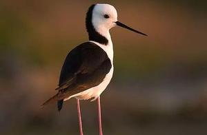 Black-Winged Long-Legged Sandpiper