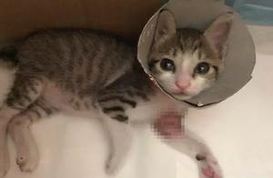 Found a Injured, Thin Kitten, Transformed into a Fox Pig