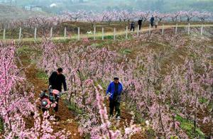 Shaanxi Liwan County: Peach Blossoms by Liuchuan Lake