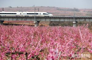 West Coast Wangtai Town Yuejia Village Ten Thousand Acres of Peach Blossoms in Bloom – Excellent Viewing Time in the Next Week