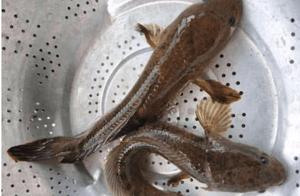 ‘Snakehead Fish’ Invasion Detected in Guangdong – A Positive Sign According to Experts