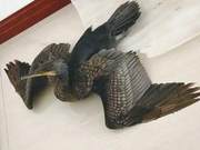 Stranded During Migration, Injured Cormorant 'Fall from Grace' Rescued in Deyang