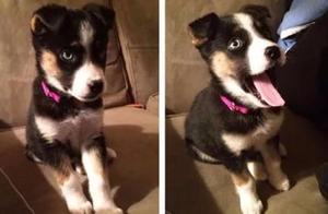 German Shepherds and Their Mixed-Breed Puppies – The Power of the Collie Gene