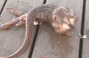 Foreign Fishermen Catch a Three-Legged Strange Creature at Sea, Shocking 1.3 Million Netizens