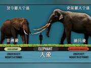 Comparison of the Largest Animals in Different Animal Classes (Ancient and Modern)