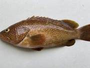 Blood Spot Grouper (Epinephelus akaara) (Part 2): Red Spot Grouper – China’s Most Expensive Grouper!