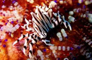 Water-Shot Shrimp and Crab (10): Crab (3) - Banded Sea Urchin Crab (Ambon)