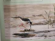 Birds of the Yellow River Delta – Gruiformes