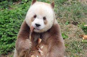 Giant pandas not only have black and white coloration, but also giant pandas with white and light brown coloration, which are also very rare.