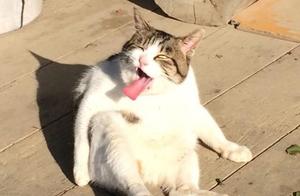 Trying to take cute photos of cats, but they come out ugly! The pampered cat wanted to hit you.