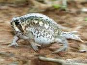 Thunder Lizards: They Not Only Can't Swim But Also Can't Hop