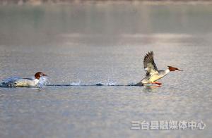Spring River Water Warms, Ducks Know First; Ba River Birds Arrive