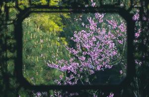 Suzhou in March: Flowers in Bloom – Absolutely Stunning!