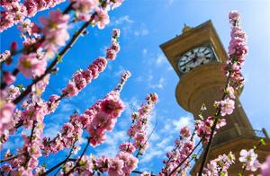 Flowers Bloom in Full Glory in Kuerle, Xinjiang