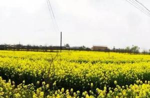 How Beautiful is the Spring in Handan Shanhe River Sanding Village and Xiaotidi Village! (Click to See!)