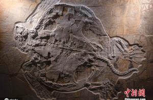 German Exhibition of Jurassic Sea Turtle Fossils Attracts Numerous Visitors