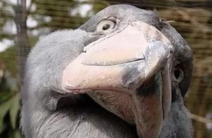 Stupid and Cute African National Treasure: 'Big Panda' – Whale-Headed Cranes