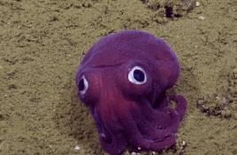 There is a very cute and strange octopus in the Pacific Ocean, with its color becoming increasingly cute and a body length of 10 cm mini-species.