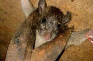 Man Discovers Rat Stealing, Ends Up Playing Games with It