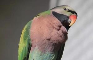 No Tourists in the Zoo: The Parrots' Eyes Have Meaning, the Peacock's Unprecedented Arrogance, and the Pandas Are More Relaxed