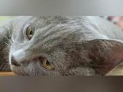 Seeking Legal Recourse After Cat Infection Caused Work Absence and \$5000 Treatment Costs