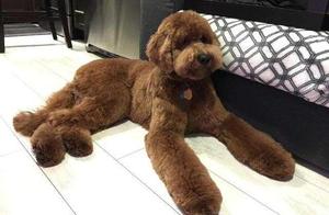 A Large, Attractive Teddy Bear: It Brings Joy, But Also Frustration