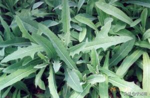 Fragrant Herbs, Bitter Greens (of Spring)