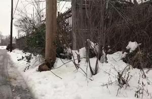 Woman Heard Stray Dog's Howl and Tears After Finding It Tied to a Pole