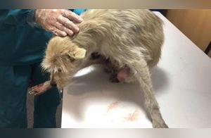 Stray Dog Dragging Its Body for Help After Car Accident (Buttocks Severely Damaged)