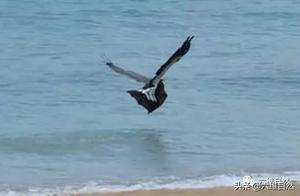 A Fierce Scene of Sea Eagle Hunting Bats: Fruit Bats Repeatedly Climbed Onto the Shore, Only to Be Repeatedly Thrown into the Sea