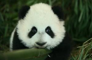Why the Former ‘Eating Beast’ Panda Now Makes a Living Selling Cuteness?