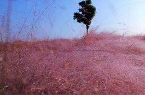 This Flower Sea in Zhejiang, Laboriously Cultivated for Three Years, Was Tragically Destroyed