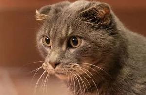 Stray Cat's Ears Severely Infected and Removed After Bald Patch, Kind Stranger Makes Her a Hat