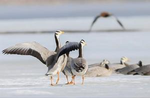 Bariquan Grassland Wetland Ice Melting, Migratory Birds Returning North