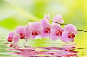 Hope in the Heart, Life Not Barren