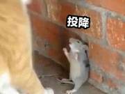 City Orange Cat Returns to Rural Area, Meets Rats in a Narrow Escape; Rat: 'That Was Close, Thanks to the Stupid Cat'