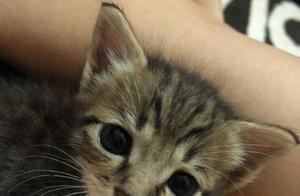 A New Kitten Has Arrived at Home; The Resident Cat Hides in the Wardrobe, Attempting to Scare it Away with Its Gaze