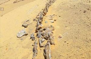 Sahara Desert Whale Bones and Shark Teeth
