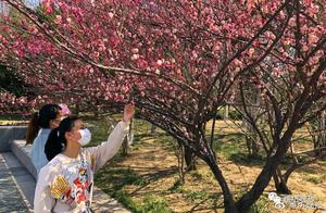 Plum Blossoms in Bloom! Visit This Weifang Plum Blossom Map