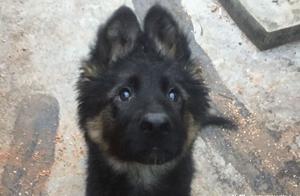 German Shepherd Tricked for Food, Getting Food Isn't That Simple - Being Tricked Several Times