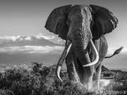 Famous Long-Tusked Elephant Dies Near Mount Kenya