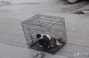 A Man Discovers 20 Yuan Each Mixed-Breed Dogs at a Market, Woman Questions Their Legitimacy as Pets