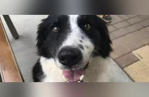 The owner sent the dog away just to please themselves with their new dog...