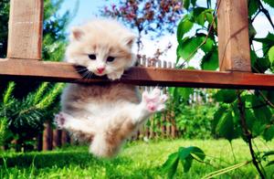 These 5 Types of People Are Not Suitable for Owning Cats – Are You in Them?