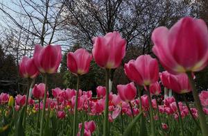 Too Beautiful! All the Mountains in Guizhou are Covered with Blooming Tulips