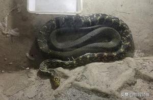 The Real Truth Behind Why You Can't Hit Snakes: Unveiling the Myth