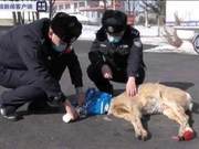 Injured Deer Enters Local Home; Police and Residents Treat and Release Back into Forest
