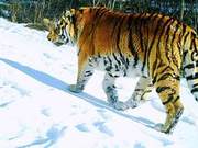 Ultra-Clear! Wild Northeast Tigers Captured in Northeast China